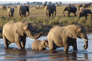 GOVERNO PRIMA PELA PROTECÇÃO DA FAUNA NACIONAL FOTO: TAMAR RON