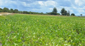 Cuando Cubango: Plantação de soja na Fazenda do Longa FOTO: ANGOP